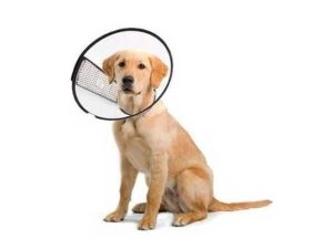 PROTECCION CANINA GRANDE