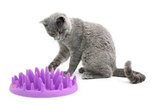 ALIMENTADOR INTERACTIVO CAT Y DOG
